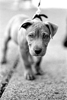 Puppy - Kostenloses image #275407